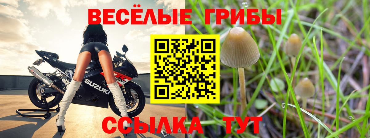 Тара  где купить   Псилоцибиновые грибы Psilocybine cubensis  Вход с VPN  Псилоцибиновые грибы MAGIC MUSHROOMS 